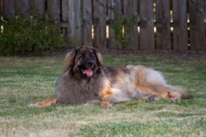 Леонбергер лежит на траве Собака леонбергер лежит на траве