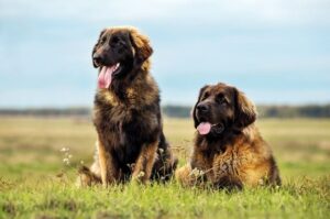 Два леонбергера Две собаки породы леонбергер