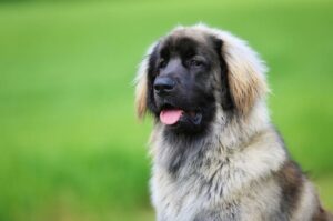 Собака леонбергер Все о породе леонбергер