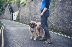 Леонбергер на прогулке с хозяйкой Леонбергер на прогулке