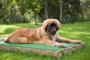 Собака породы леонбергер Собака леонбергер