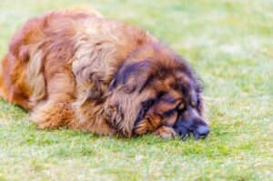 Леонбергер лежит на траве Собака породы леонбергер лежит на траве