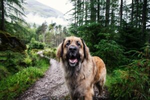 Леонбергер в лесу Леонбергер на прогулке в лесу