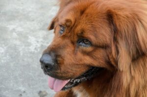 Коричневый леонбергер Леонбергер коричневого окраса