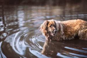 Леонбергер в реке Леонбергер стоит в воде