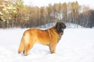 Леонбергер: фото зимой Леонбергер зимнее фото