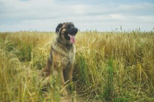 Собака немецкий леонбергер Немецкий леонбергер