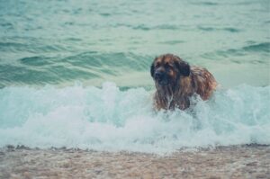 Леонбергер в море Леонбергер купается в море