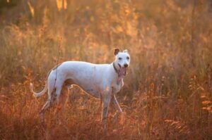 Уиппет особенности породы Особенности породы уиппет