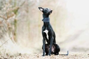 Портрет уиппета Портрет собаки породы уиппет