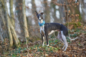 Уиппет в лесу Собака уиппет в лесу