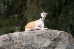 Фото уиппета Фотография уиппета