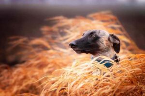 Уиппет: фото Собака уиппет: фото