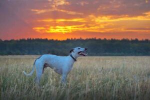 Уиппет на фоне заката Собака уиппет на фоне заката