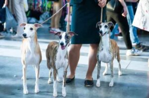 Три собаки уиппет Собаки породы уиппет со своей хозяйкой