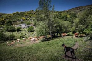 Уиппет и стадо Собака уиппет и стадо коров