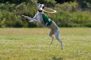 Уиппет в прыжке Собака уиппет в прыжке