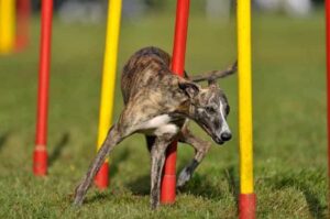 Уиппет на тренировке Собака уиппет тренируется