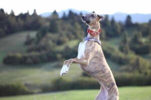 Уиппет на задних лапах Уиппет стоит на задних лапах