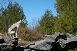 Малая английская борзая уиппет Малая английская борзая