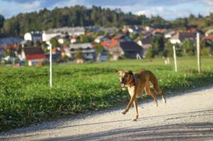 Порода уиппет Собака породы уиппет