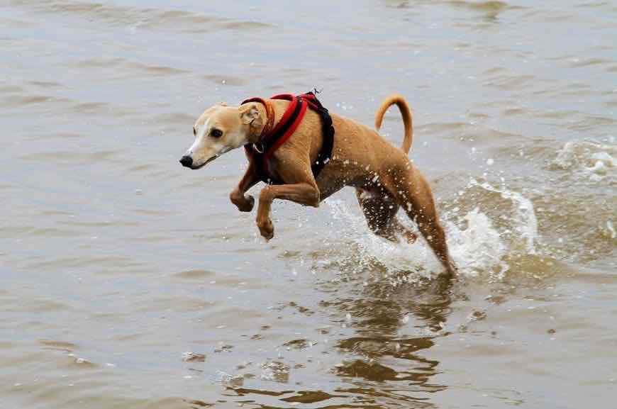 Собака породы уиппет бежит по воде
