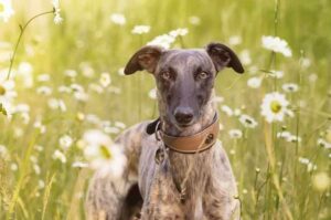 Уиппет порода собак Собака уиппет