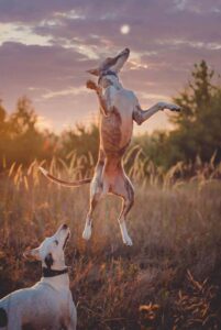 Резвый уиппет Резвая собака уиппет