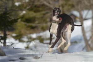 Уиппет бежит по снегу Уиппет бежит по снегу