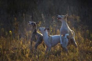 Три собаки породы уиппет 3 собаки уиппета