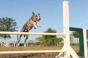 Уиппет прыгает через препятствие Собака уиппет прыгает через препятствие