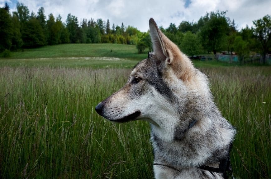 Волчья собака Сарлоса: описание породы