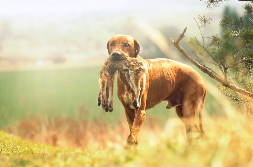 Собака с полосой на спине против шерсти порода