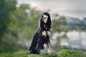 Салюки порода