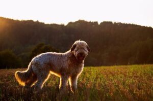 Красивое фото бриара Бриар: фото на закате