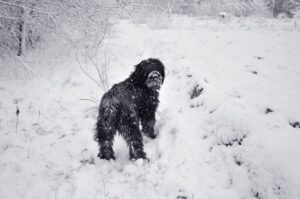 Фото бриара зимой Фото породы бриар
