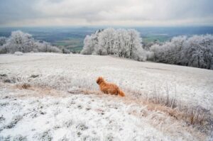 Собака бриар на заснеженном поле Собака породы бриар на заснеженном поле
