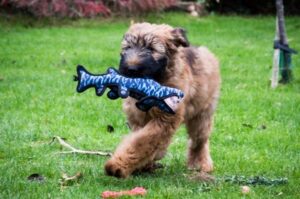 Щенок бриара с игрушкой Щенок бриара играет с игрушкой