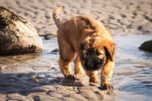 Щенок бриара Щенок собаки бриар