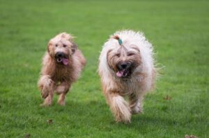 Две собаки бриар Две собаки породы бриар