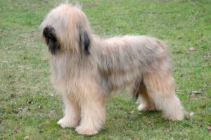 Бриар порода собак Французская пастушья овчарка