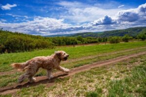 Бриар бежит по проселочной дороге Собака бриар бежит по проселочной дороге