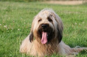 Порода собак бриар Порода бриар