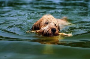 Собака бриар плывет в реке Французский бриар плывет в реке