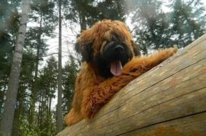 Собака бриар Французский бриар