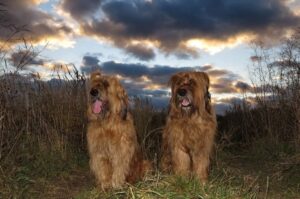 Две собаки породы бриар Французские бриары