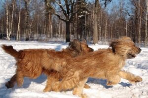 Бриары зимой Два бриара бегут по снегу