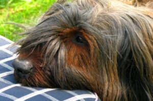 Морда собаки породы бриар Морда французского бриара