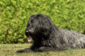 Черный бриар Бриар черного цвета