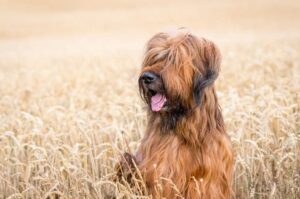 Собака бриар на кукурузном поле Порода собаки бриар на кукурузном поле